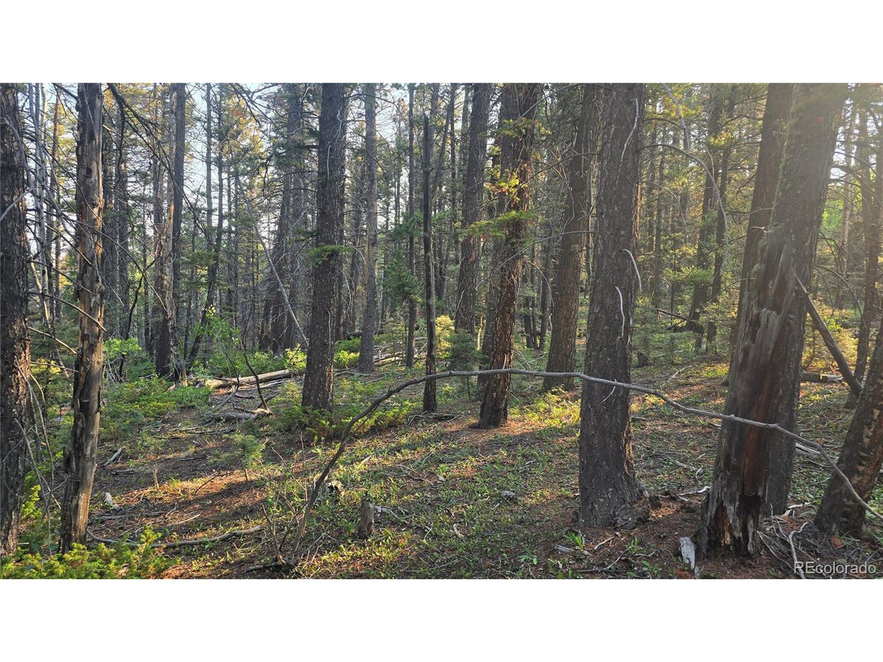 5768 Clawson Road San Luis, CO 81152 - Photo 14 of 24 Gallery Image 14