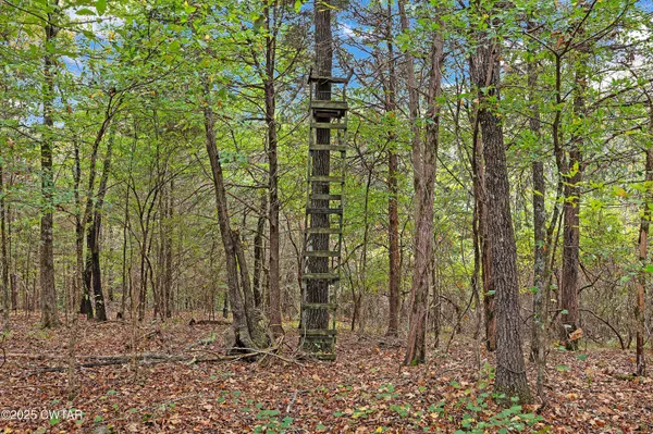 a backyard of a house with lots of trees and plants