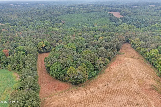 a view of a yard with plants