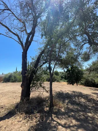 a view of a tree with a yard
