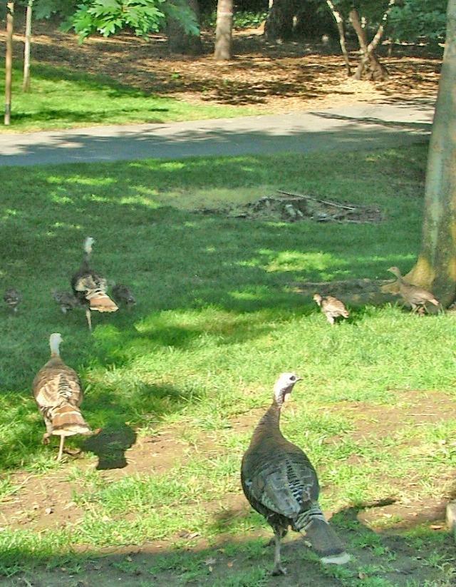 7025 Rancho Mirage Court Citrus Heights, CA 95621 - Photo 69 of 69