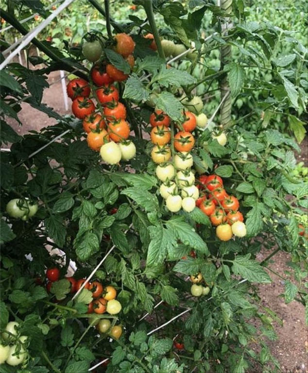 65 Bain Street Cranston, RI 02920 - Photo 33 of 44 GARDEN