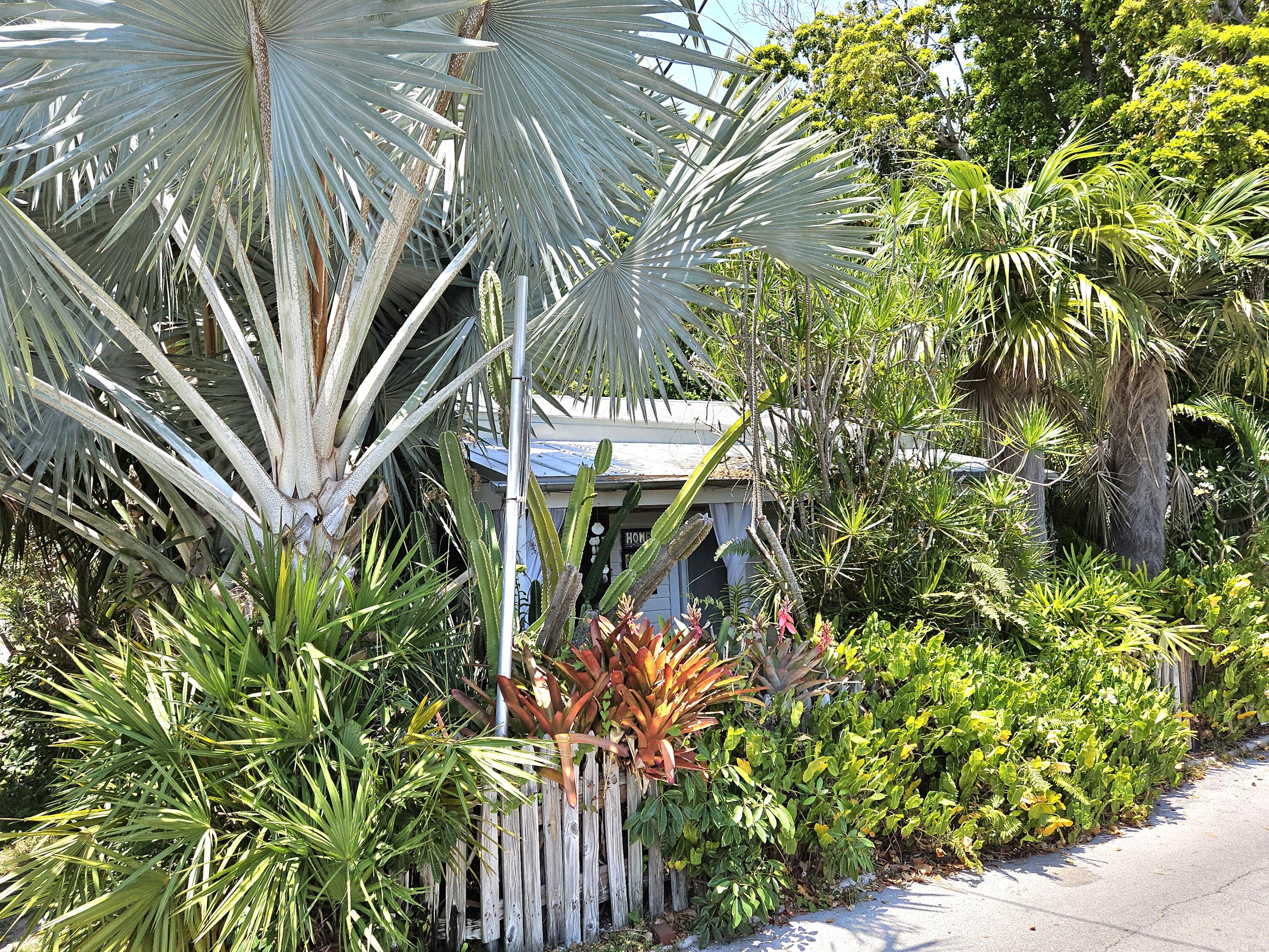 1015 Angela Street Key West, FL 33040 - Photo 4 of 42 a view of a palm plant that is in front of house
