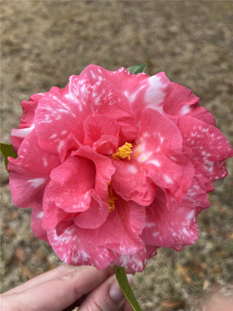 237 King Cotton Road Brunswick, GA 31525 - Photo 41 of 43