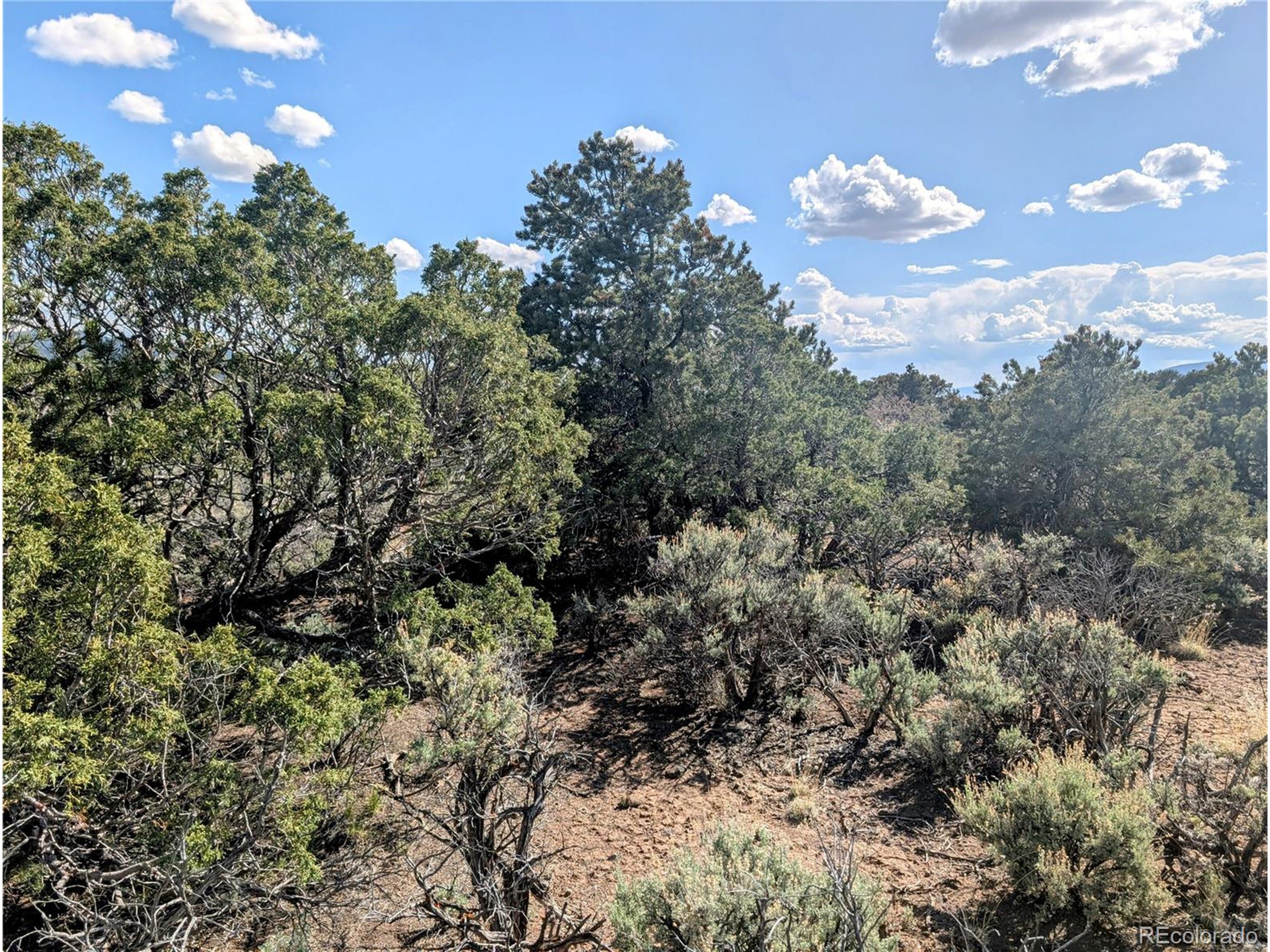 35 Elk Park Road San Luis, CO 81152 - Photo 19 of 34 a view of a tree in a field