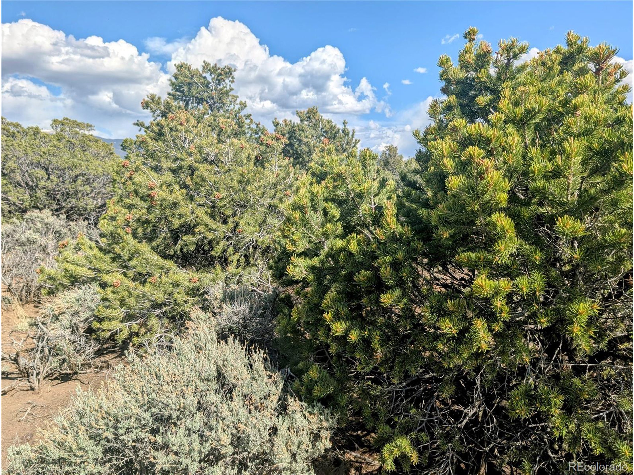 35 Elk Park Road San Luis, CO 81152 - Photo 27 of 34 a close up of a tree