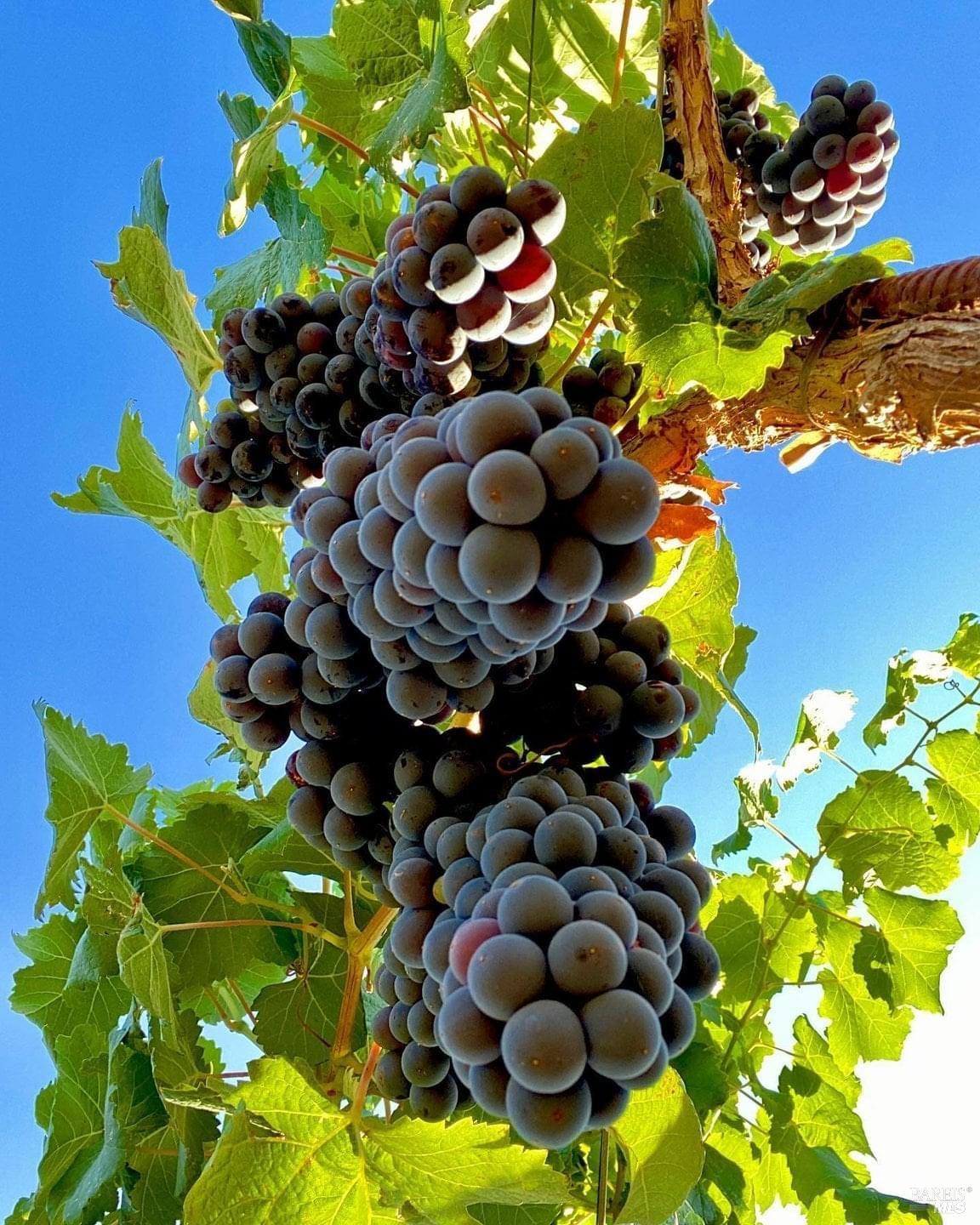 1982 Adams Street Yountville, CA 94599 - Photo 68 of 69 a view of a bunch of flowers