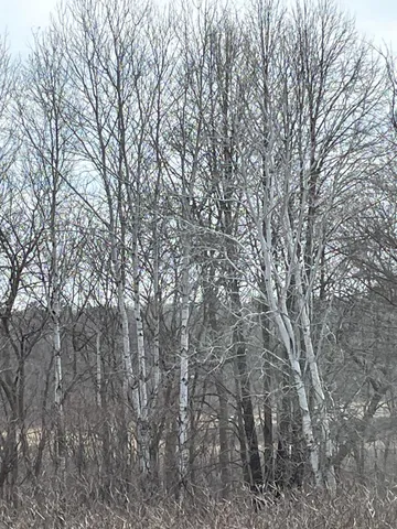 $59,900 | Xxxx Ottawa Drive, Browerville, MN 56438