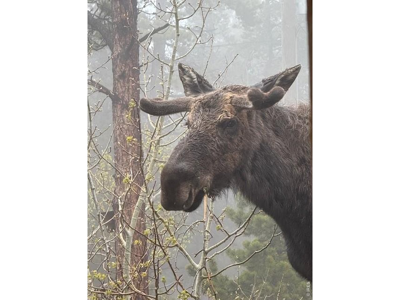 81 Tilghman Road Ward, CO 80481 - Photo 30 of 36