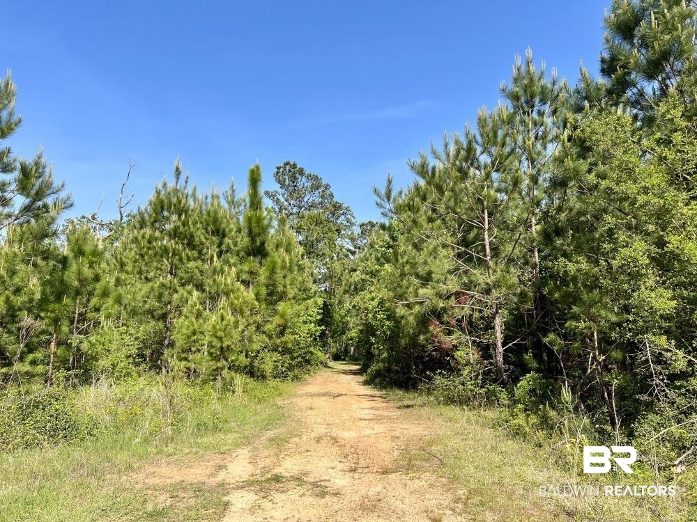 0 Fluker Kiel Road Coffeeville, AL 36524 - Photo 8 of 34