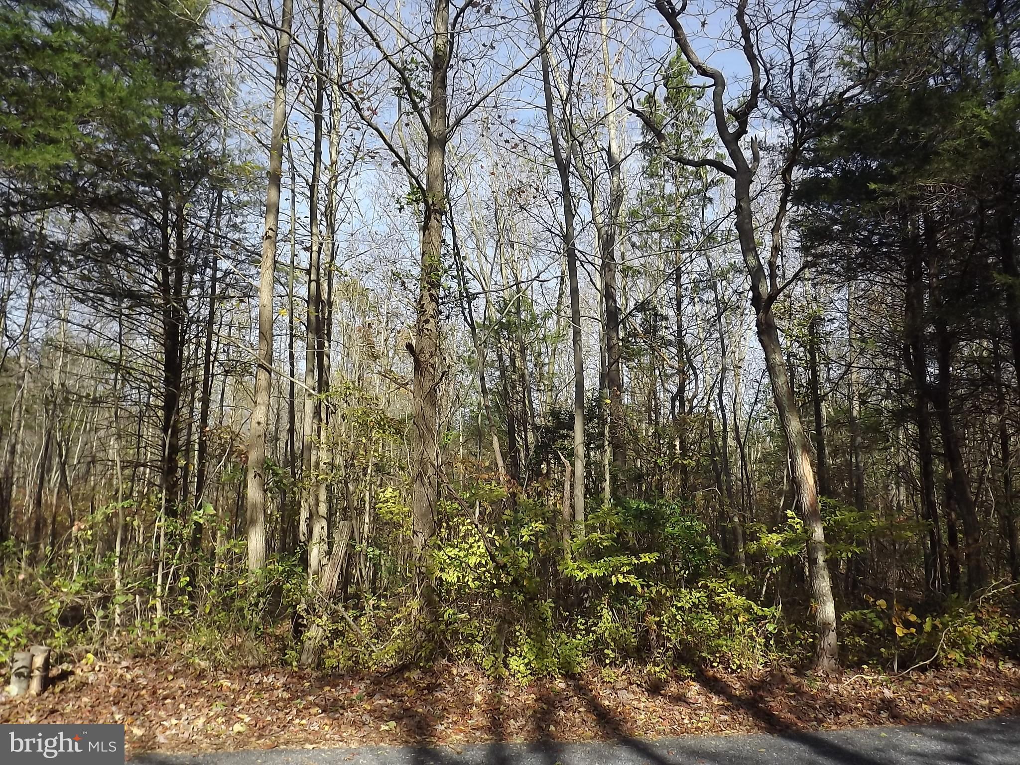 0 Yorketown Road Woodstown, NJ 08098 - Photo 5 of 5 a view of forest