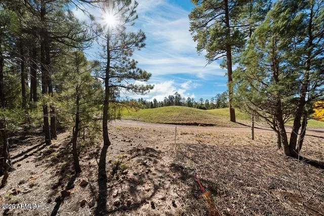 a view of a yard with plants and trees