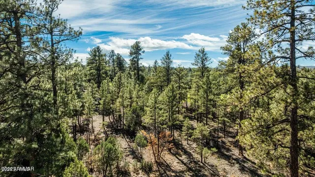 a close up of a tree in a yard