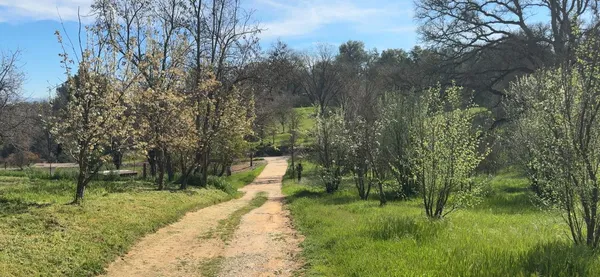 a view of a yard with large trees