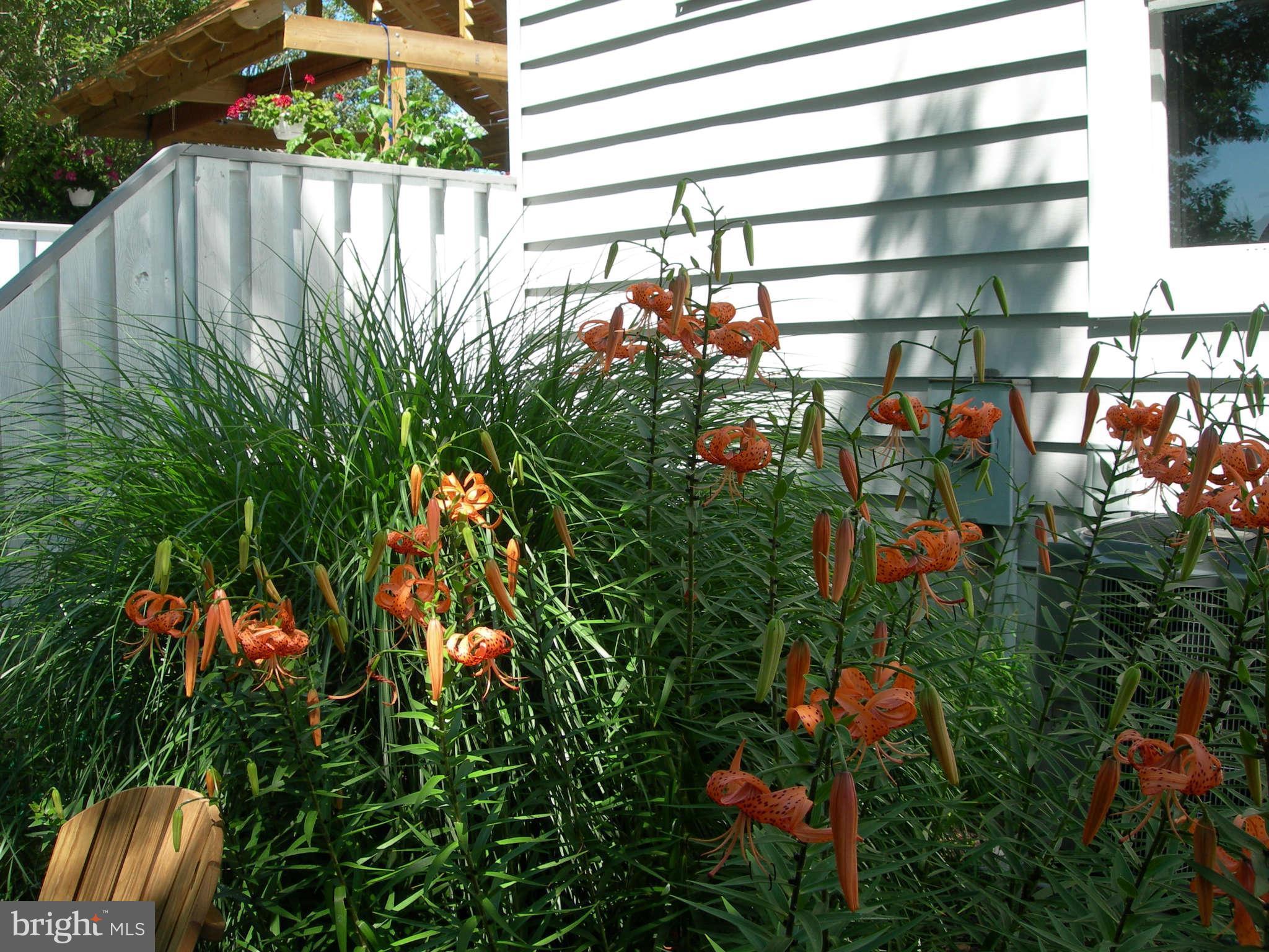 210 Ashland Road Cockeysville, MD 21030 - Photo 25 of 25 Landscaping in Bloom