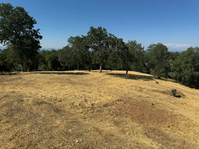 a view of large trees with a yard
