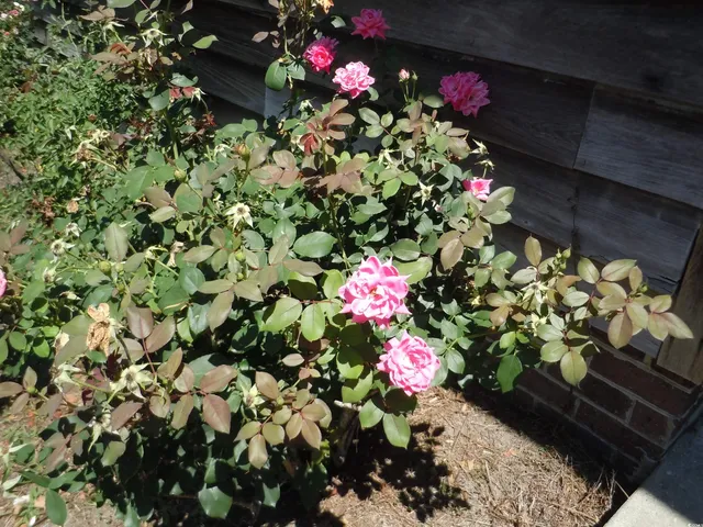 $389,900 | 8202 Joe Brown Highway South, Chadbourn, NC 28431