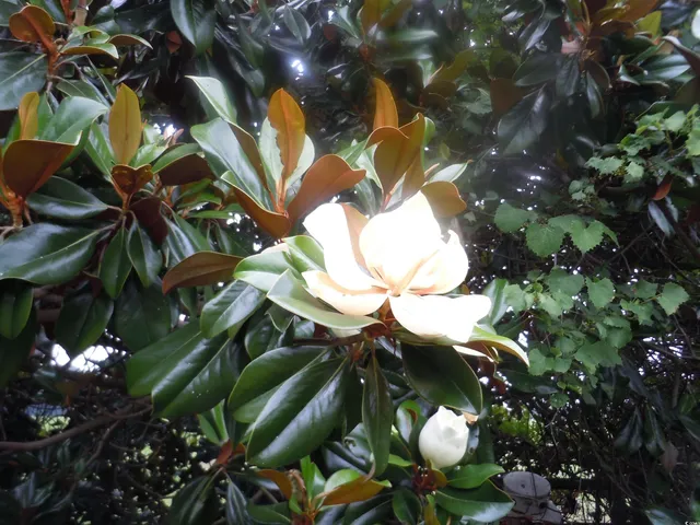 $389,900 | 8202 Joe Brown Highway South, Chadbourn, NC 28431