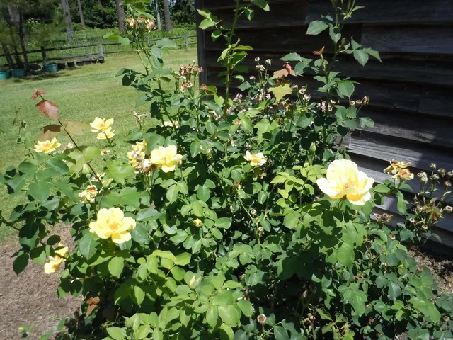 $389,900 | 8202 Joe Brown Highway South, Chadbourn, NC 28431