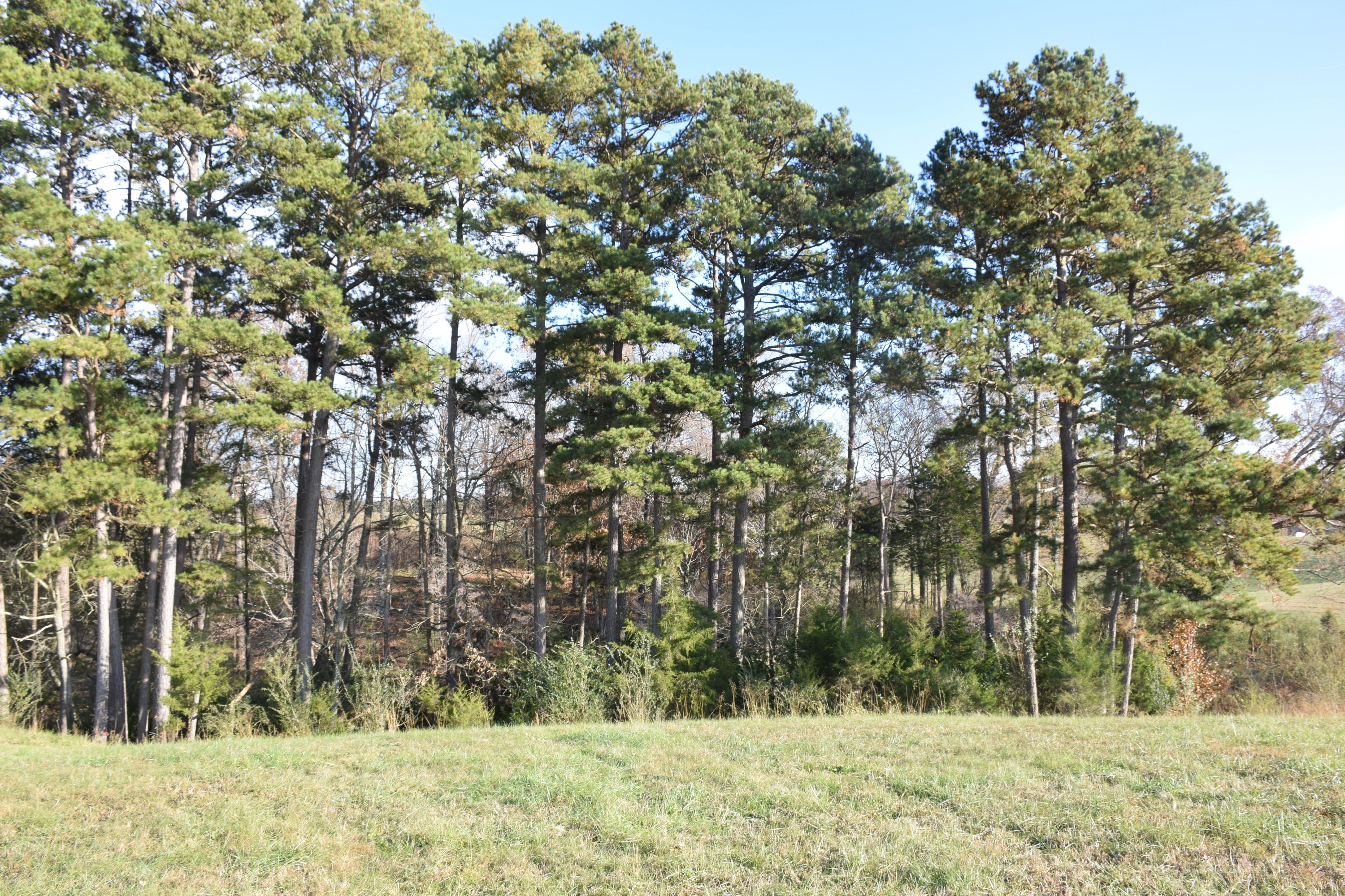 1820 Ritchey Road Loudon, TN 37774 - Photo 12 of 12 Woods