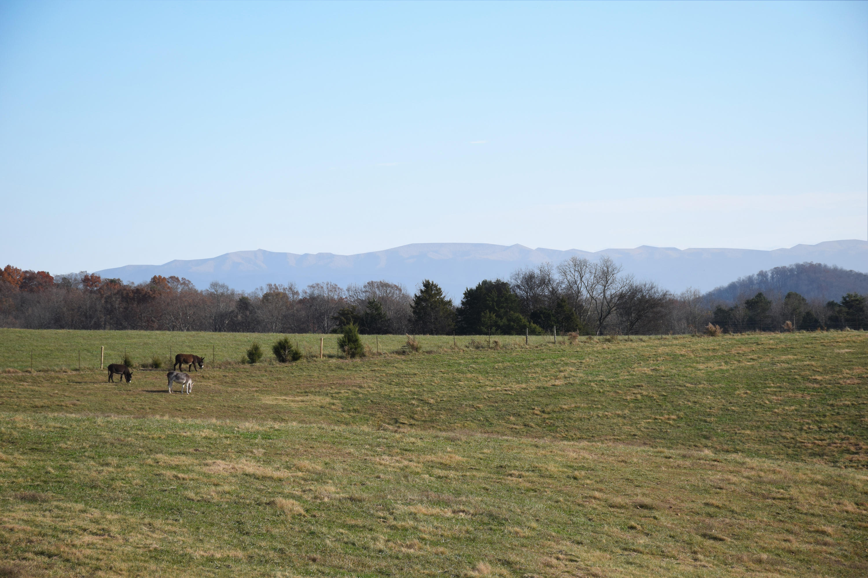 1820 Ritchey Road Loudon, TN 37774 - Photo 6 of 12 Snow covered Mountains 3