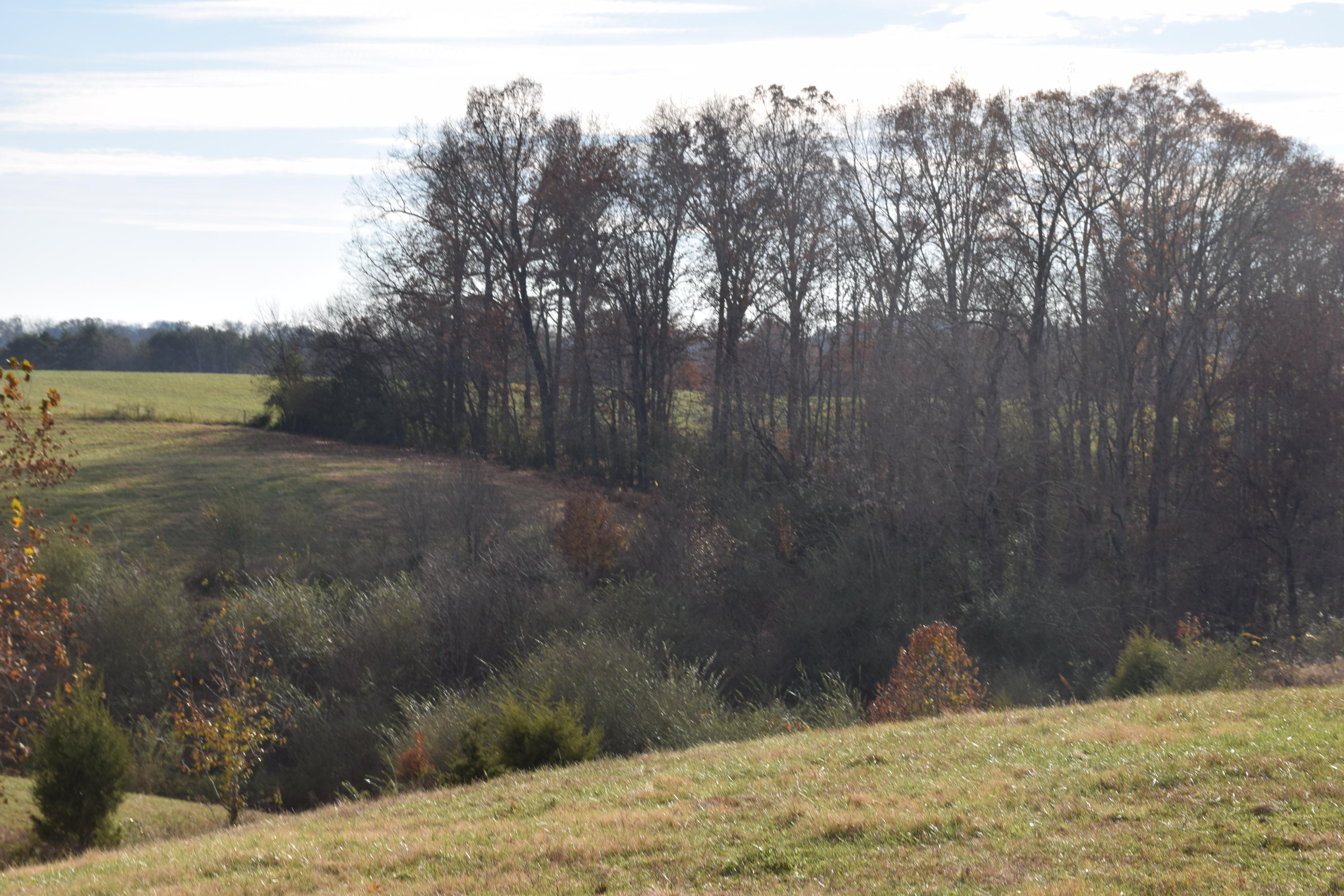 1820 Ritchey Road Loudon, TN 37774 - Photo 10 of 12 Woods2