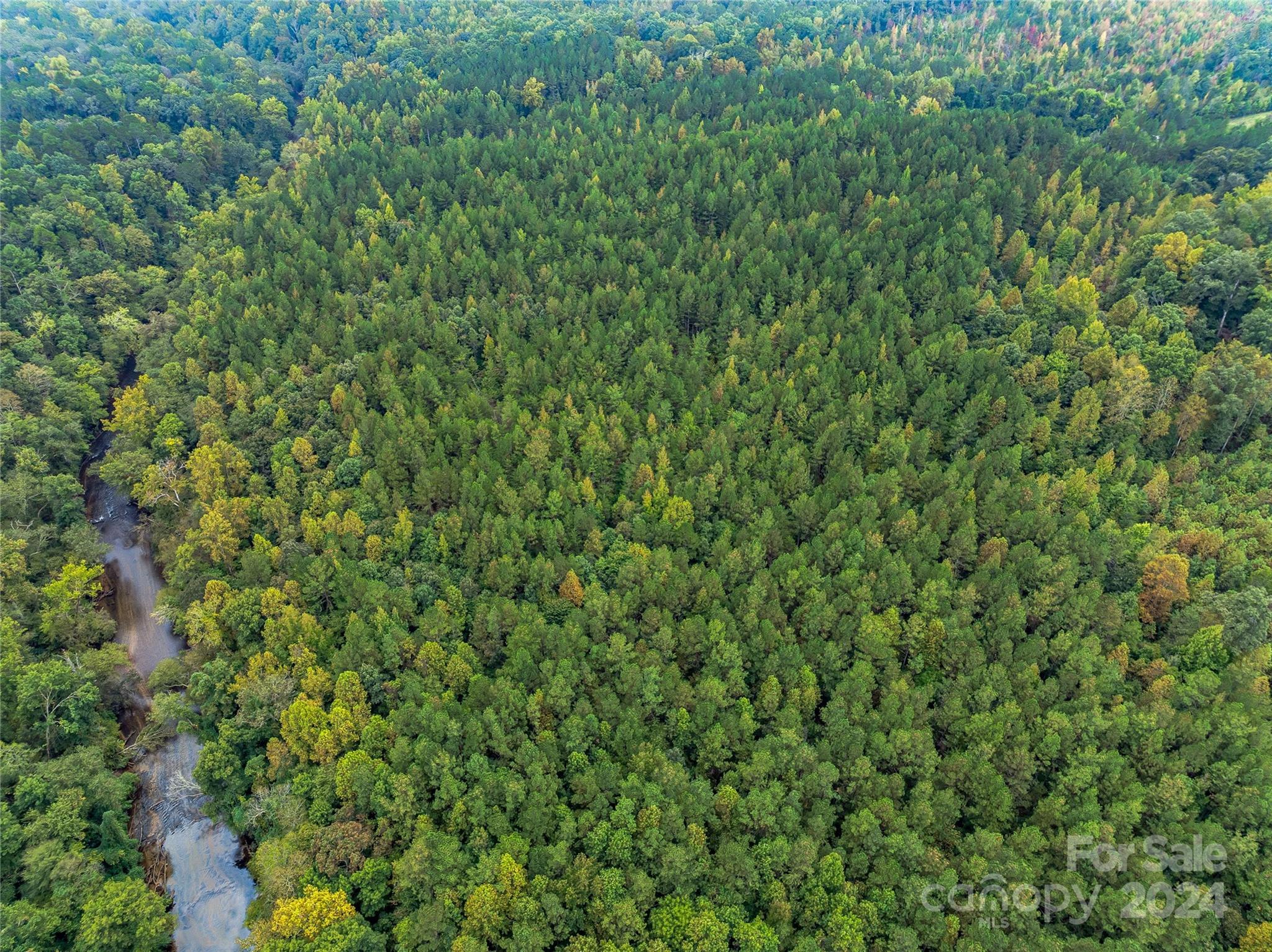 53-acres John Watson Road Rutherfordton, NC 28139 - Photo 5 of 17 a view of a lush green forest
