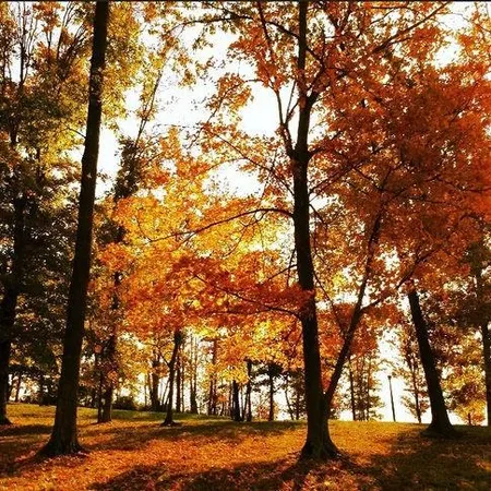 $25,000 | Tbd Broad Meadow, Murchison, TX 75778