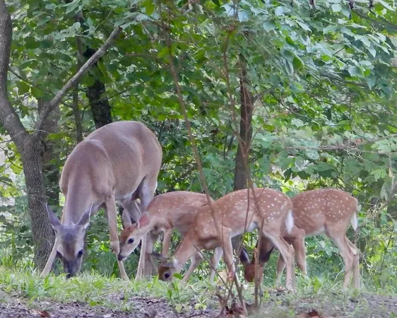 $25,000 | Tbd Broad Meadow, Murchison, TX 75778