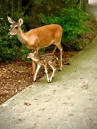 $25,000 | Tbd Broad Meadow, Murchison, TX 75778