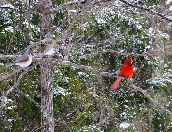 $25,000 | Tbd Broad Meadow, Murchison, TX 75778