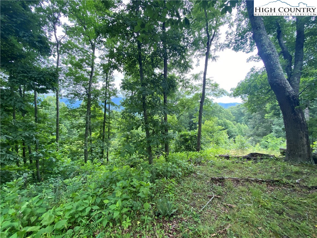 Lot 25 Bee Tree Ridge Lane Vilas, NC 28692 - Photo 10 of 18 Gallery Image 10