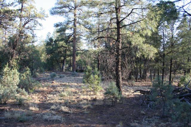 2025 Jone's Pass Overgaard, AZ 85933 - Photo 1 of 3 Primary Photo