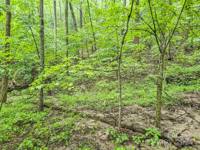 a view of a lush green forest
