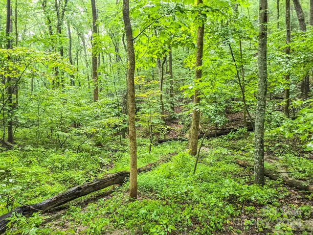 a view of a garden with plants