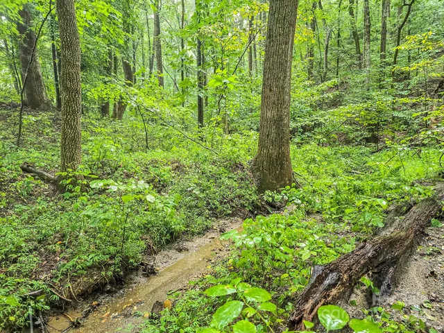 a view of yard with green space