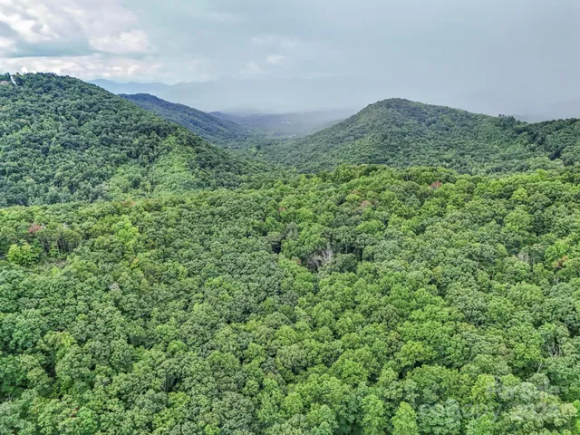 a view of a lush green forest with a mountain