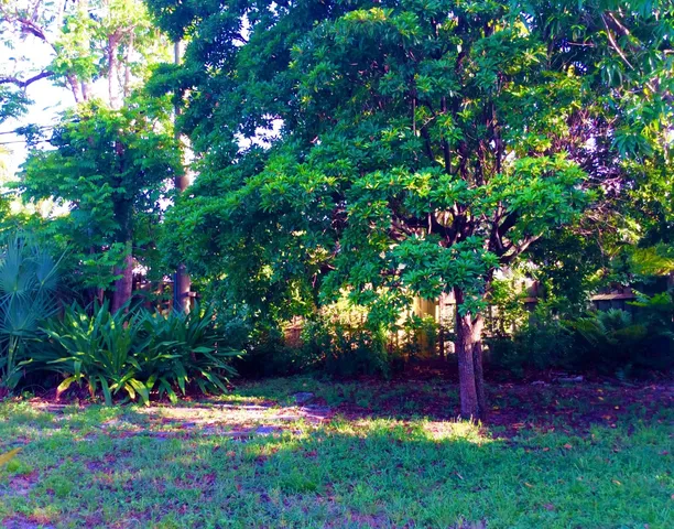 a view of a backyard