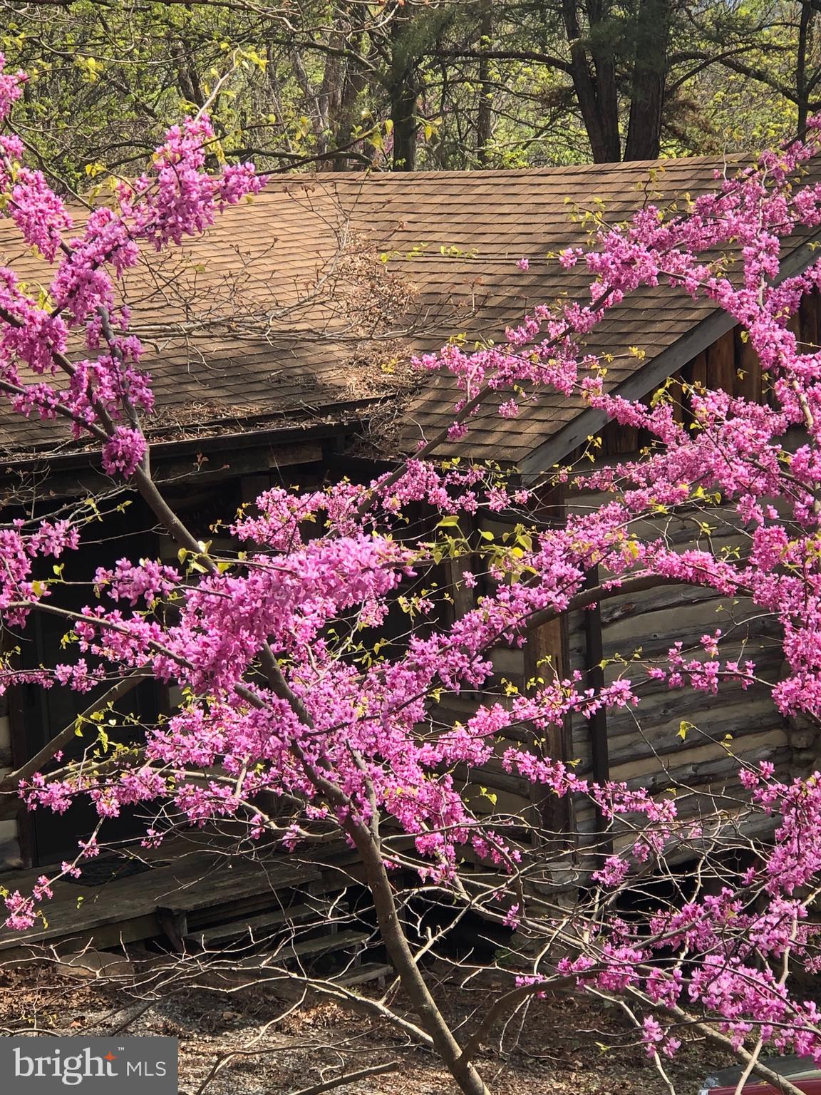 1515 Fort Valley Road Luray, VA 22835 - Photo 113 of 148 Views of Bloomed Redbud Tree from Deck