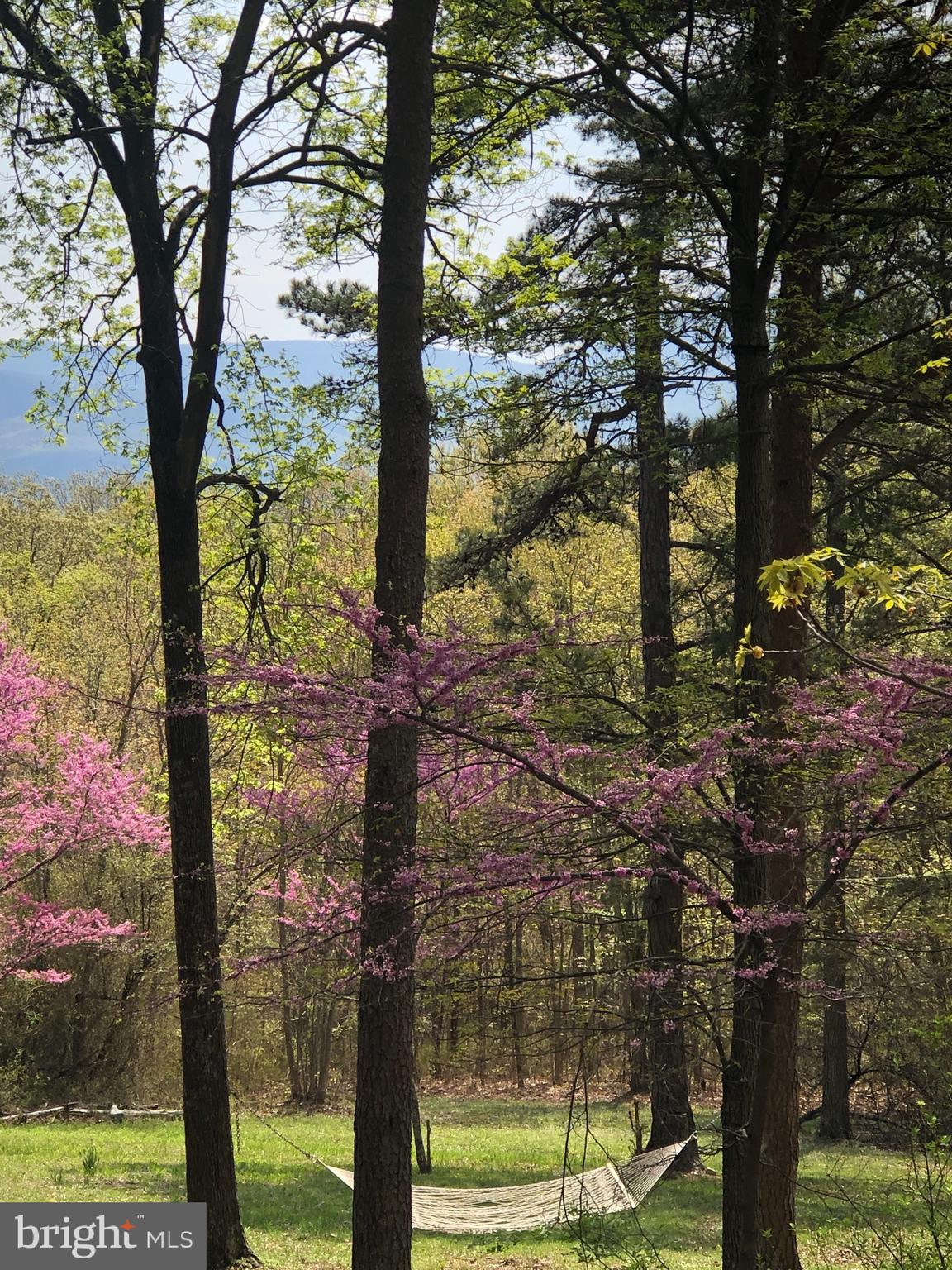 1515 Fort Valley Road Luray, VA 22835 - Photo 114 of 148 Views of Bloomed Redbud Trees from Deck