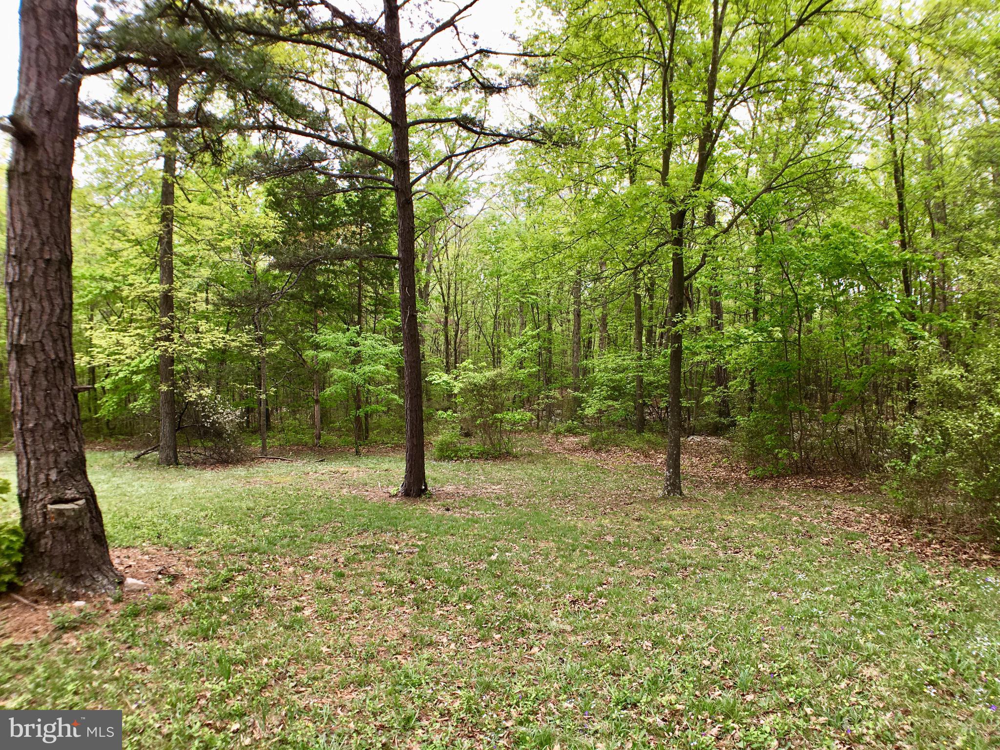 1515 Fort Valley Road Luray, VA 22835 - Photo 28 of 148 Rear Yard - Walking Path RIGHT of Rear Treeline