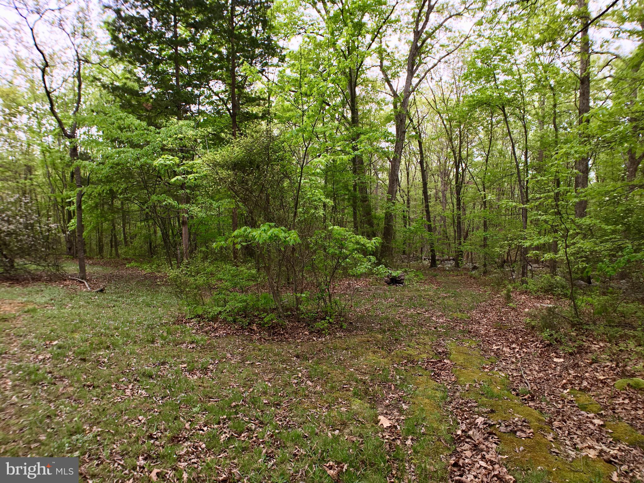 1515 Fort Valley Road Luray, VA 22835 - Photo 29 of 148 Rear Yard - Walking Path RIGHT of Rear Treeline