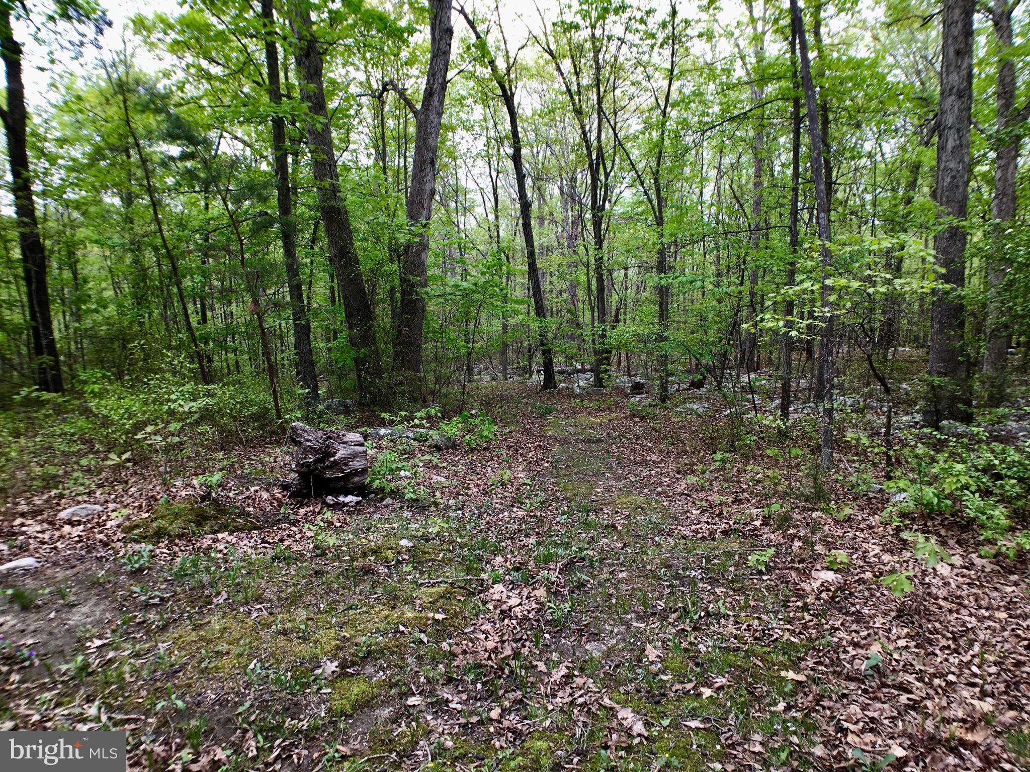 1515 Fort Valley Road Luray, VA 22835 - Photo 30 of 148 Rear Yard - Walking Path RIGHT of Rear Treeline