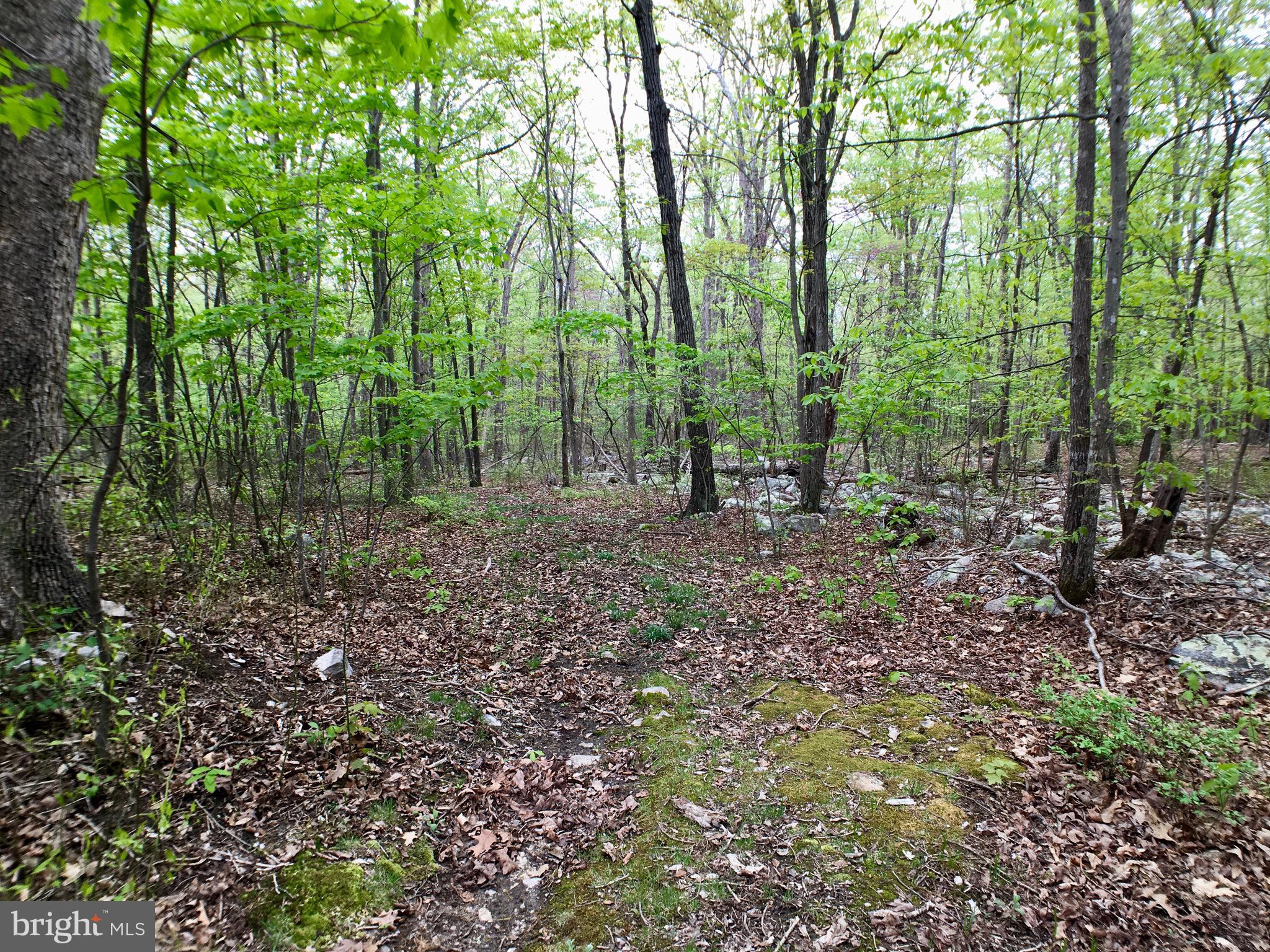1515 Fort Valley Road Luray, VA 22835 - Photo 31 of 148 Rear Yard - Walking Path