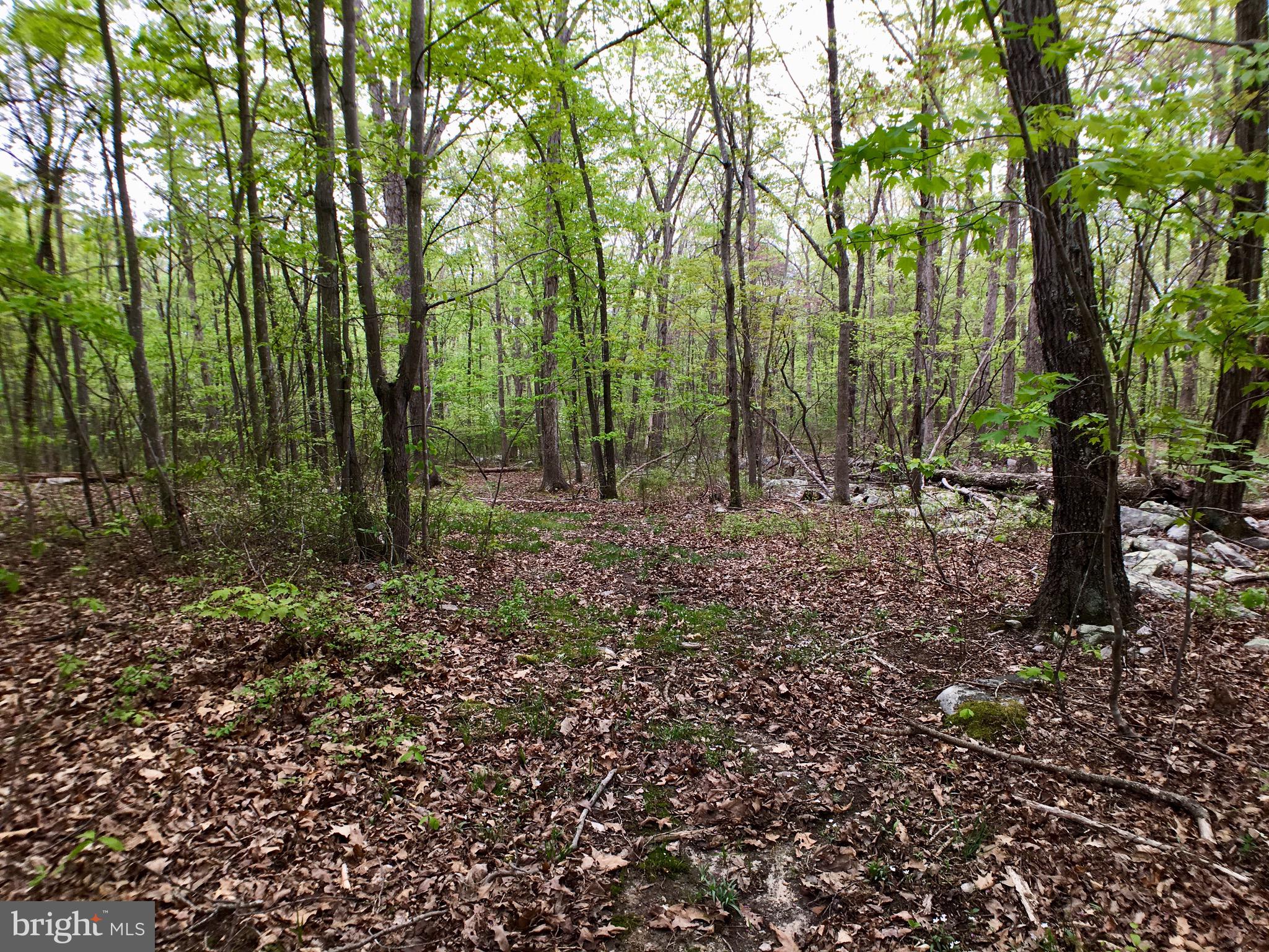 1515 Fort Valley Road Luray, VA 22835 - Photo 32 of 148 Rear Yard - Walking Path to L & Rock Garden on R