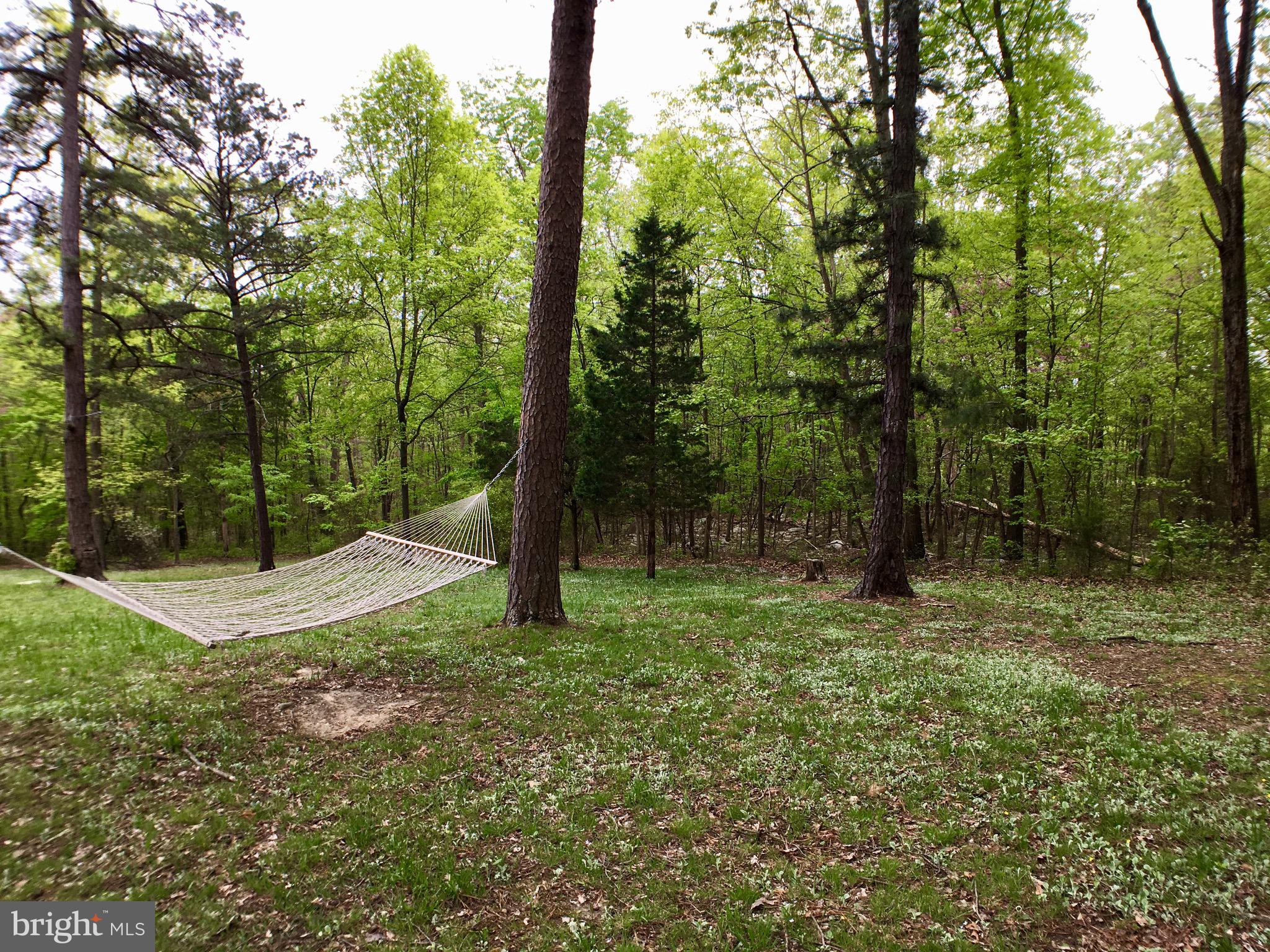 1515 Fort Valley Road Luray, VA 22835 - Photo 94 of 148 Rear Yard backs to Trees