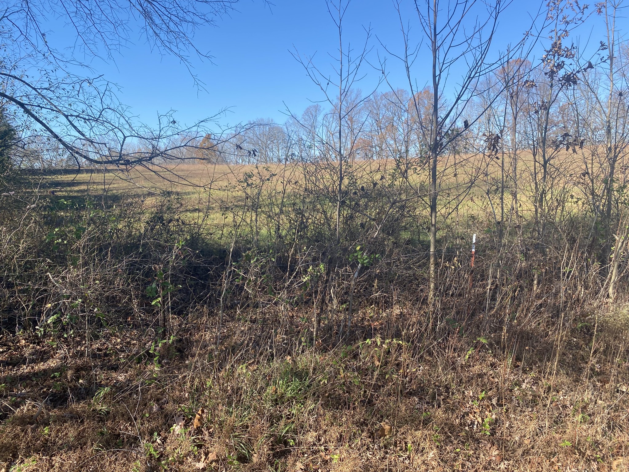 0 New Hope Road Alpine, TN 38543 - Photo 3 of 3 a view of a yard