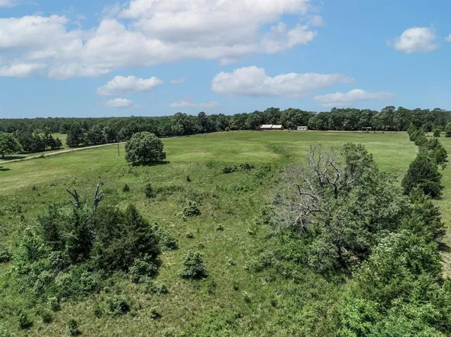 a view of a big yard with plants and a large tree