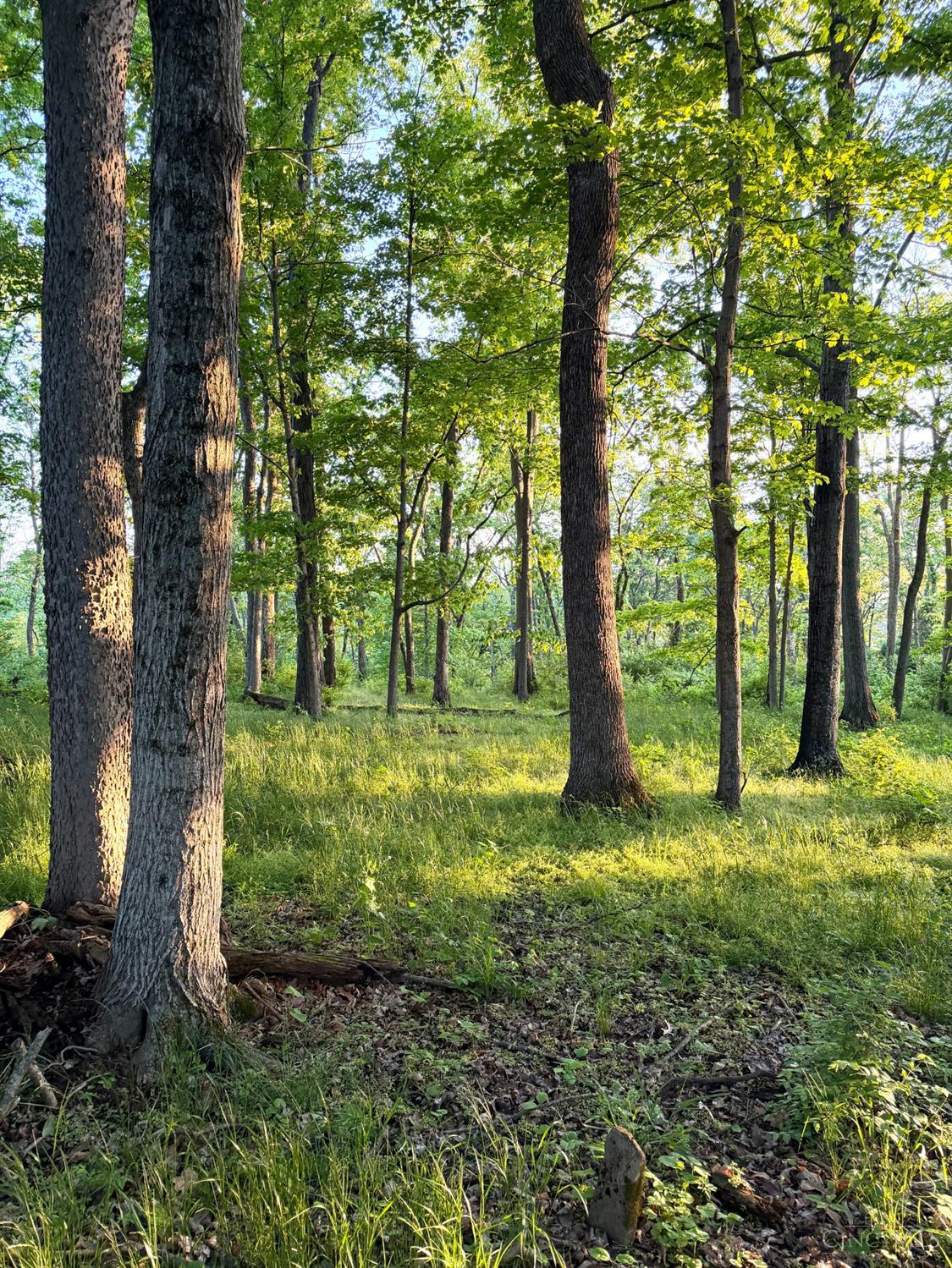 0 Maynard Road Ripley, OH 45167 - Photo 24 of 99