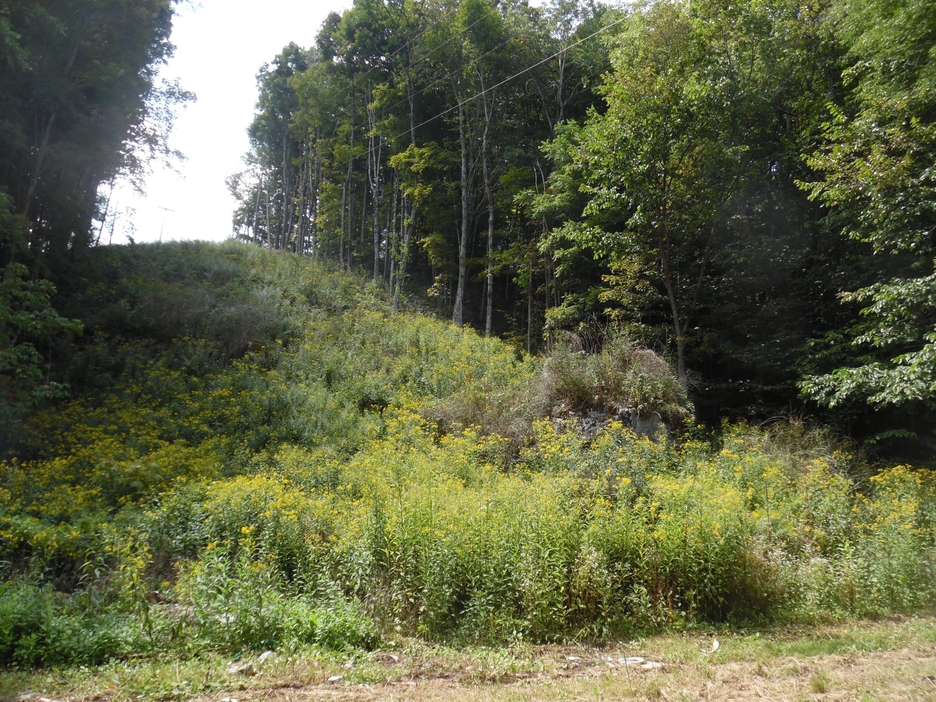 6234 Edray Road Cass, WV 24927 - Photo 33 of 66 Gallery Image 33